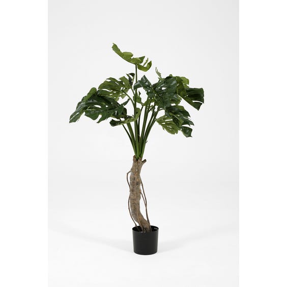 image of Medium artificial cheese plant