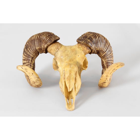 Sheep skull trophy with horns image